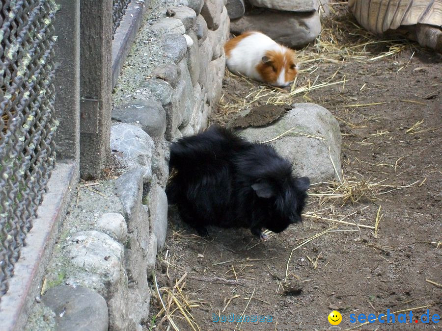 Haustierhof-Reutemuehle-13082011-Bodensee-Community-seechat_de-_40.JPG