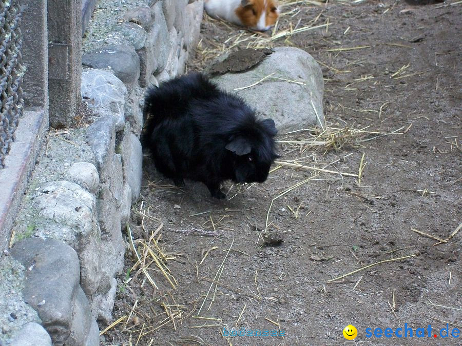 Haustierhof-Reutemuehle-13082011-Bodensee-Community-seechat_de-_41.JPG