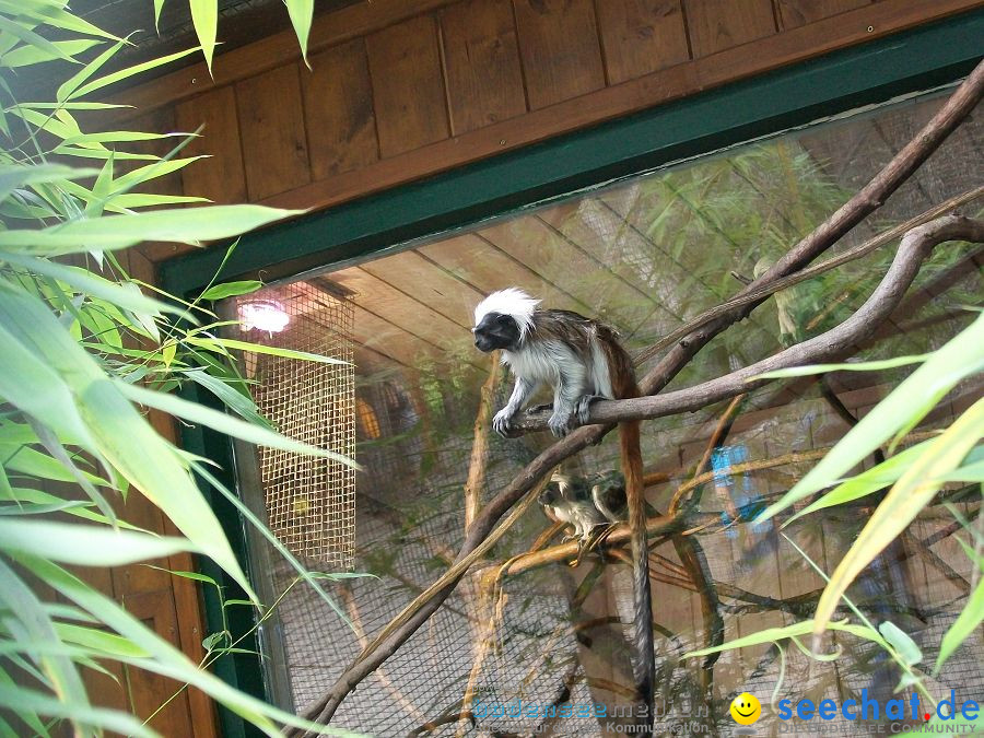 Haustierhof-Reutemuehle-13082011-Bodensee-Community-seechat_de-_43.JPG