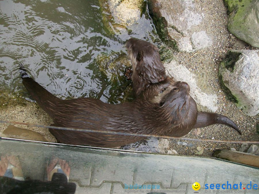 Haustierhof-Reutemuehle-13082011-Bodensee-Community-seechat_de-_51.JPG