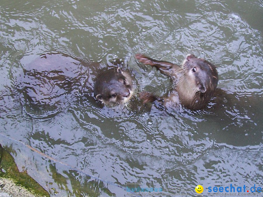 Haustierhof-Reutemuehle-13082011-Bodensee-Community-seechat_de-_52.JPG