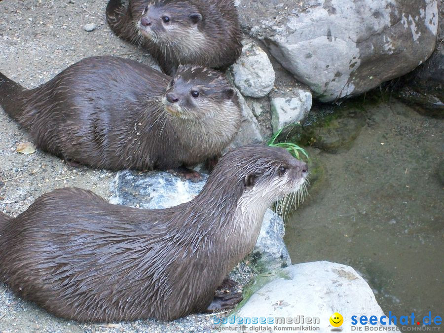 Haustierhof-Reutemuehle-13082011-Bodensee-Community-seechat_de-_57.JPG