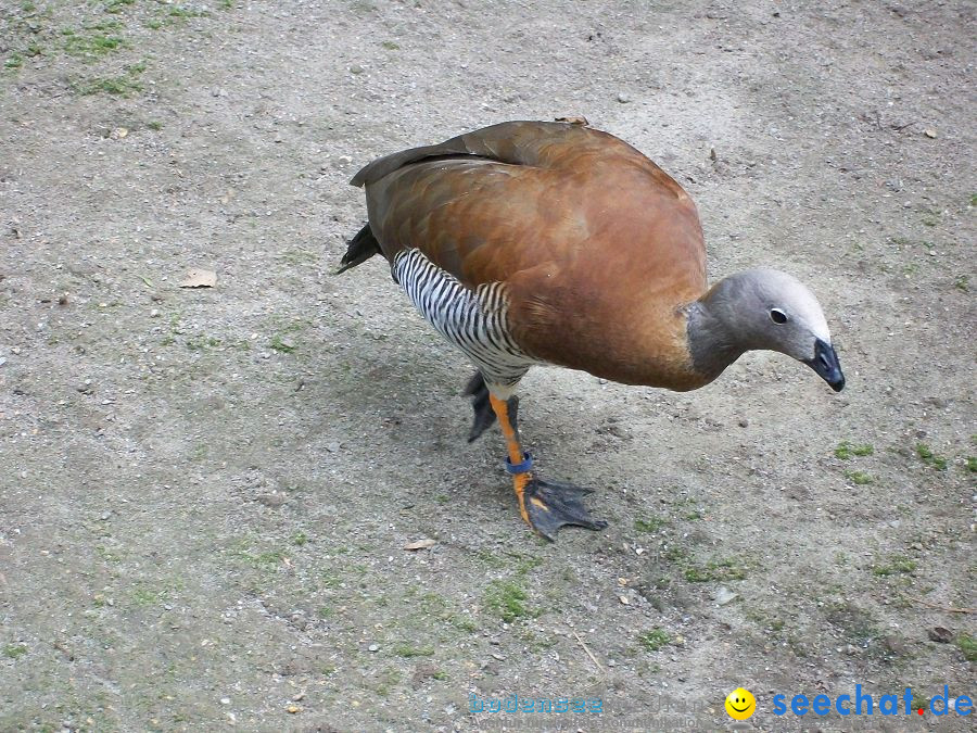 Haustierhof-Reutemuehle-13082011-Bodensee-Community-seechat_de-_63.JPG