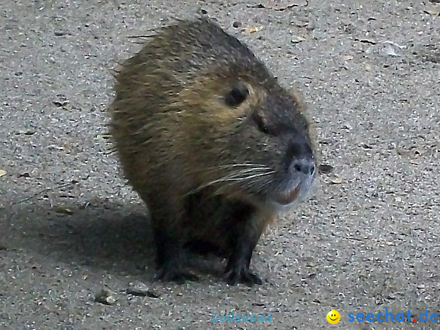 Haustierhof-Reutemuehle-13082011-Bodensee-Community-seechat_de-_66.JPG