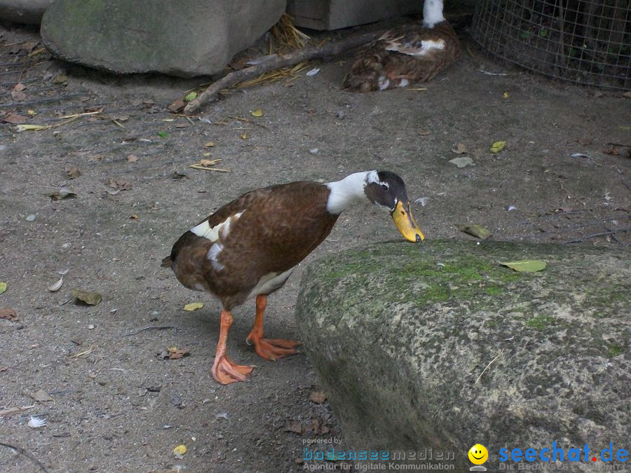 Haustierhof-Reutemuehle-13082011-Bodensee-Community-seechat_de-_67.JPG