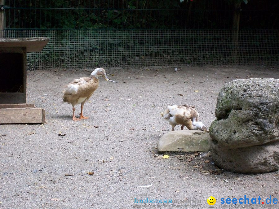 Haustierhof-Reutemuehle-13082011-Bodensee-Community-seechat_de-_71.JPG