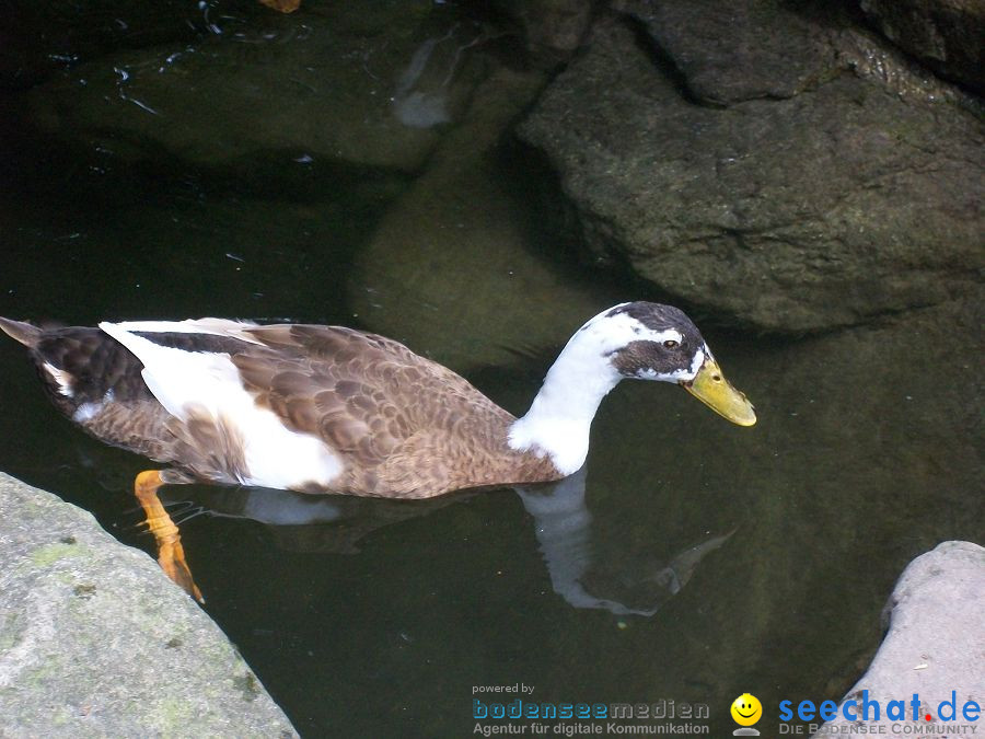 Haustierhof-Reutemuehle-13082011-Bodensee-Community-seechat_de-_74.JPG