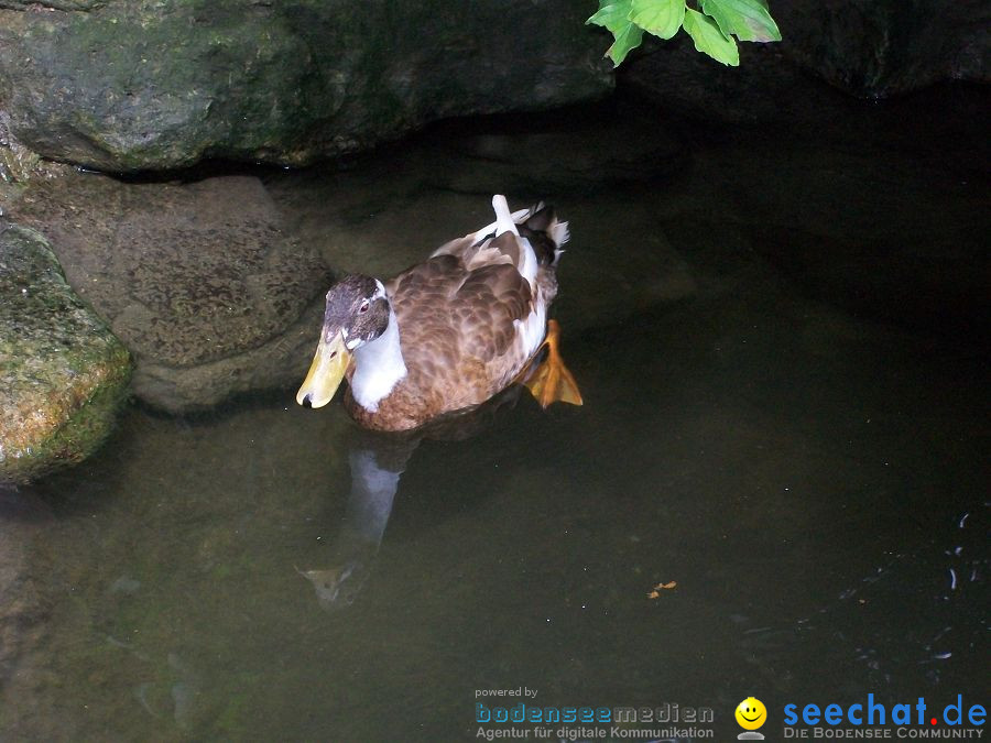 Haustierhof-Reutemuehle-13082011-Bodensee-Community-seechat_de-_75.JPG