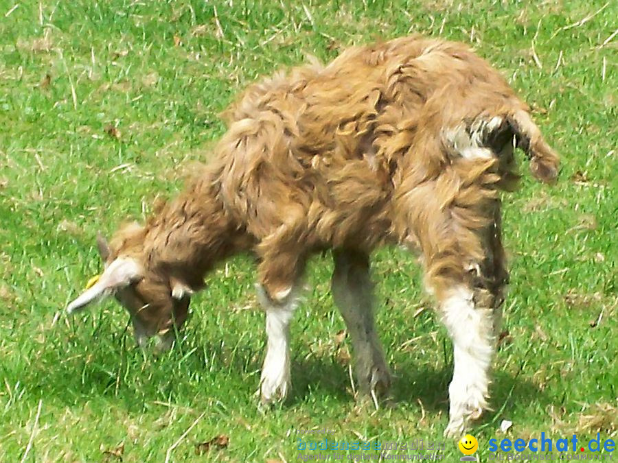 Haustierhof-Reutemuehle-13082011-Bodensee-Community-seechat_de-_77.JPG