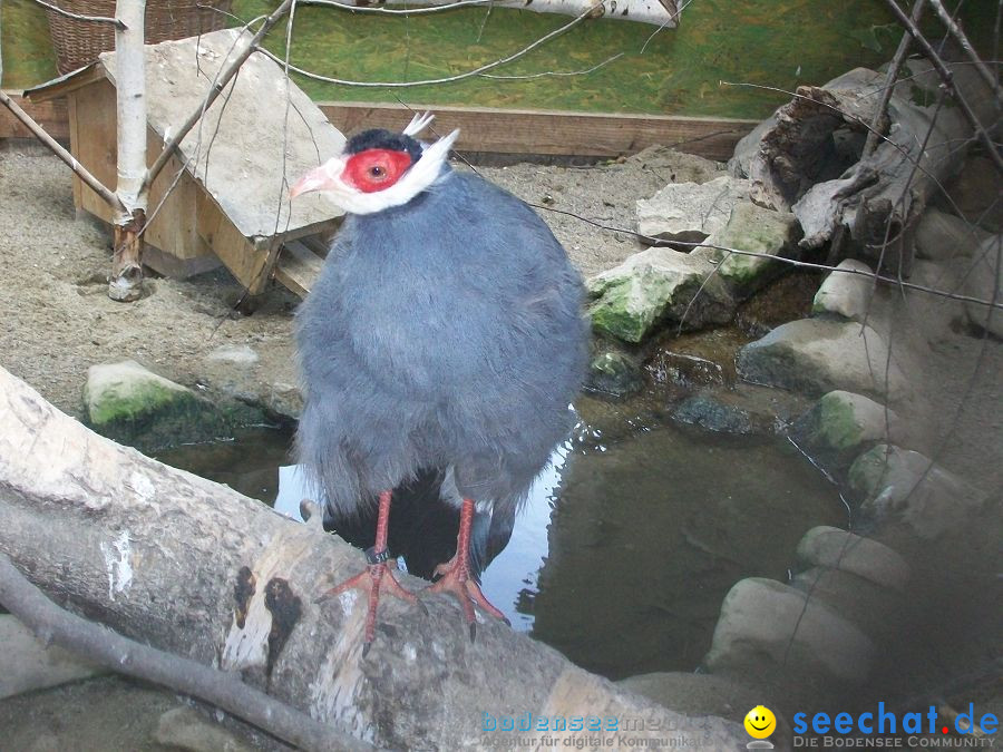 Haustierhof-Reutemuehle-13082011-Bodensee-Community-seechat_de-_83.JPG