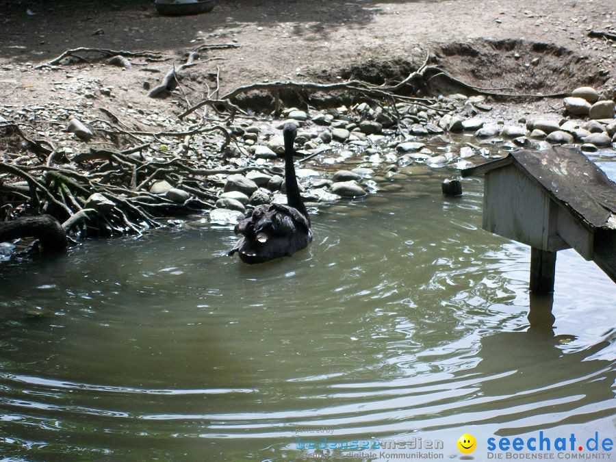 Haustierhof-Reutemuehle-13082011-Bodensee-Community-seechat_de-_86.JPG