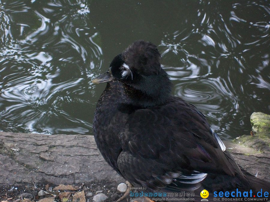 Haustierhof-Reutemuehle-13082011-Bodensee-Community-seechat_de-_88.JPG