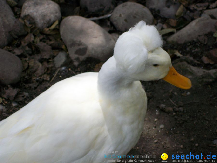 Haustierhof-Reutemuehle-13082011-Bodensee-Community-seechat_de-_89.JPG