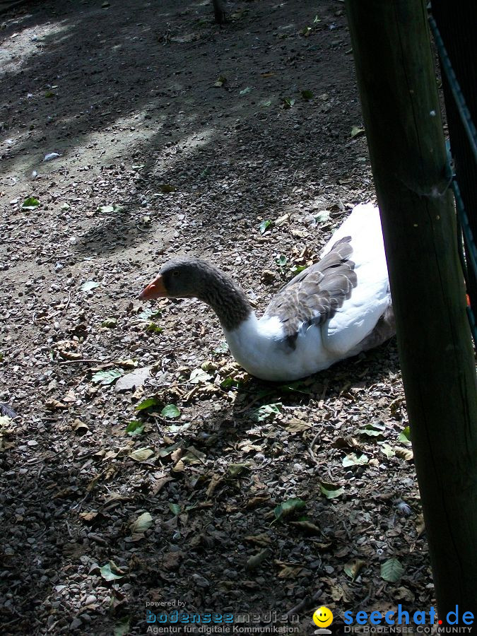 Haustierhof-Reutemuehle-13082011-Bodensee-Community-seechat_de-_93.JPG