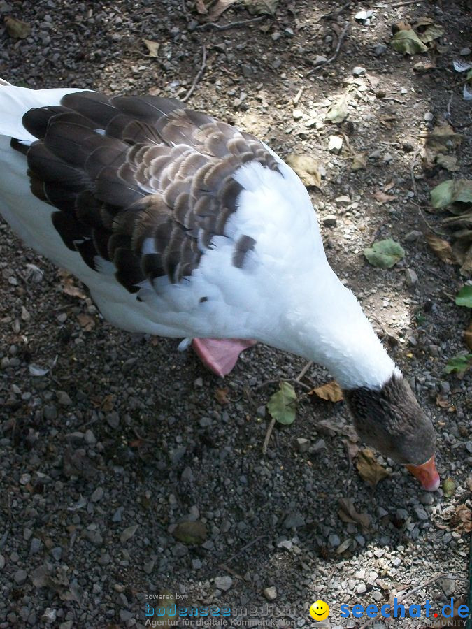 Haustierhof-Reutemuehle-13082011-Bodensee-Community-seechat_de-_94.JPG