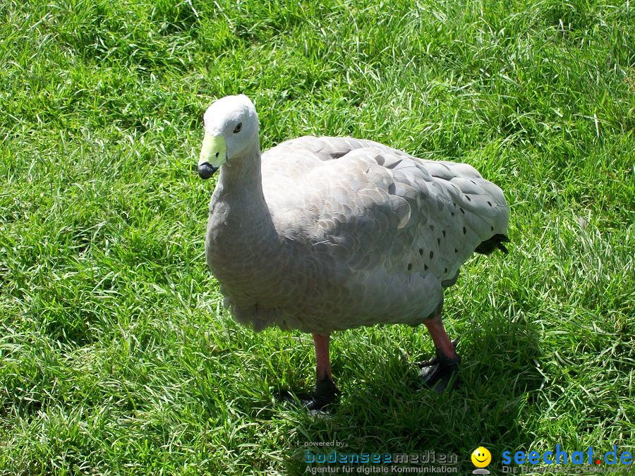 Haustierhof-Reutemuehle-13082011-Bodensee-Community-seechat_de-_97.JPG