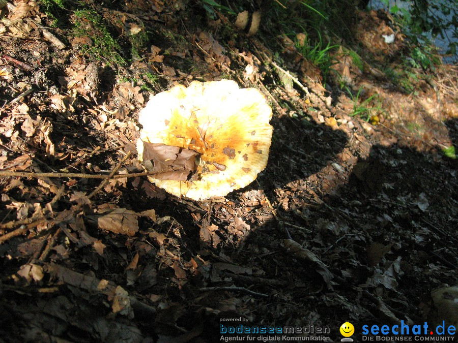 Marienschlucht: Bodman - Wallhausen: Bodensee, 13.08.2011