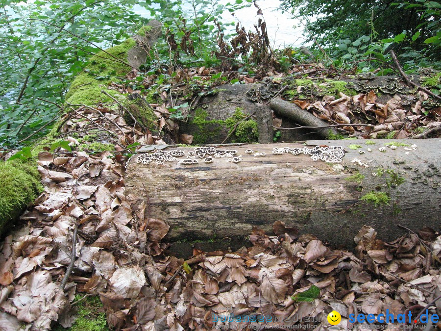 Marienschlucht: Bodman - Wallhausen: Bodensee, 13.08.2011