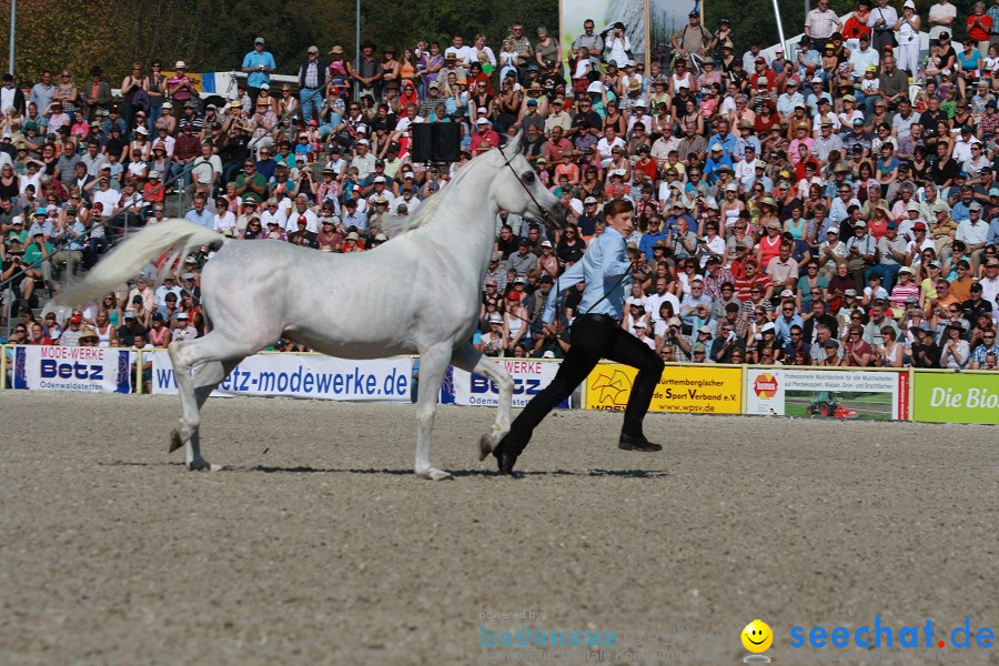 Hengstparade-Marbach-2011-011011-Bodensee-Community-SEECHAT_DE-IMG_0454.JPG