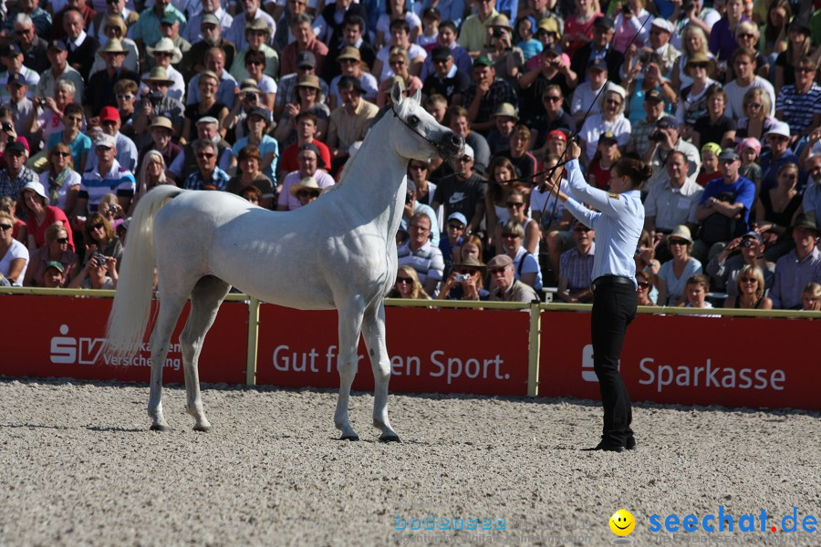 Hengstparade-Marbach-2011-011011-Bodensee-Community-SEECHAT_DE-IMG_0458.JPG