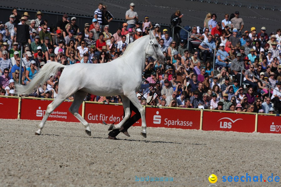 Hengstparade-Marbach-2011-011011-Bodensee-Community-SEECHAT_DE-IMG_0462.JPG