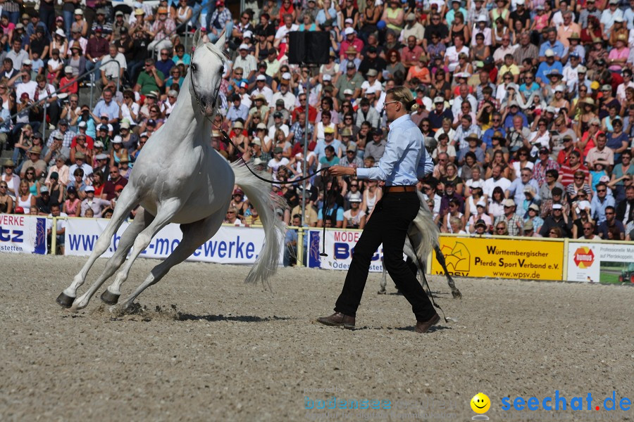 Hengstparade-Marbach-2011-011011-Bodensee-Community-SEECHAT_DE-IMG_0478.JPG