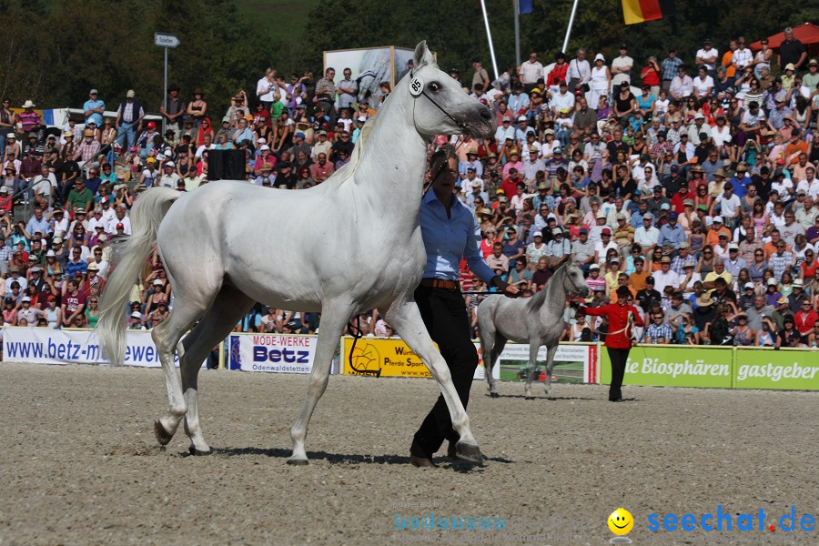 Hengstparade-Marbach-2011-011011-Bodensee-Community-SEECHAT_DE-IMG_0485.JPG