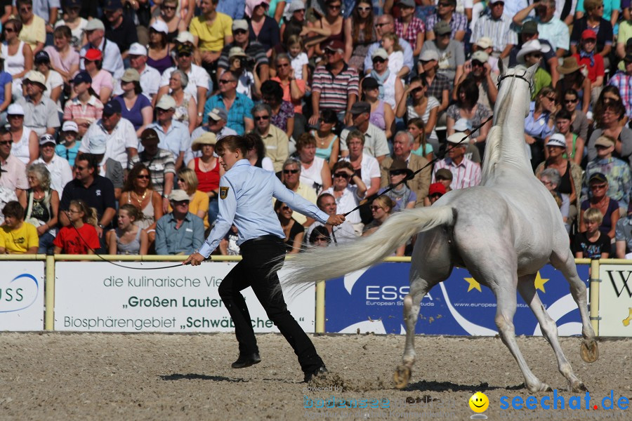 Hengstparade-Marbach-2011-011011-Bodensee-Community-SEECHAT_DE-IMG_0486.JPG