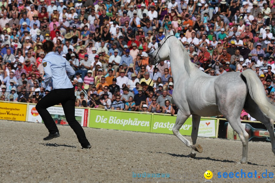 Hengstparade-Marbach-2011-011011-Bodensee-Community-SEECHAT_DE-IMG_0503.JPG