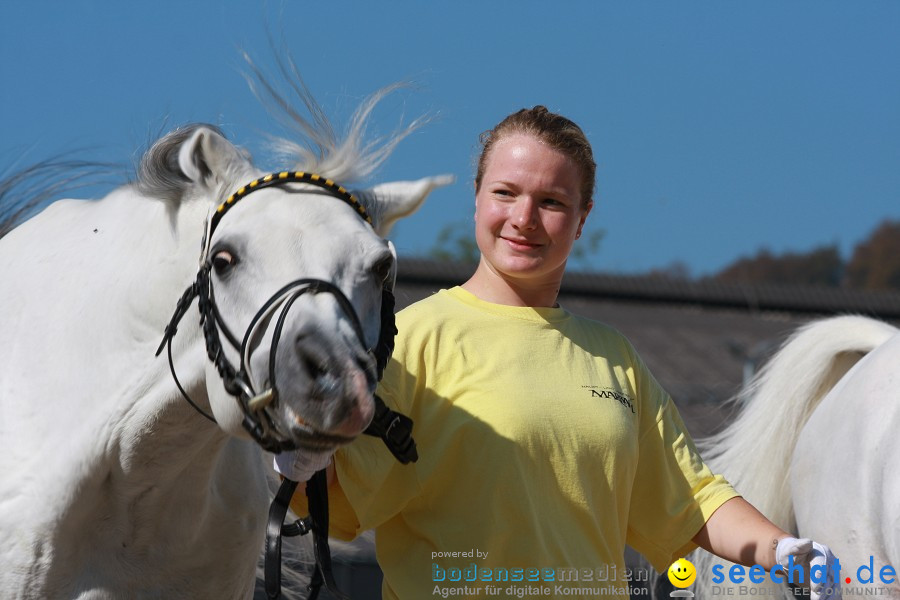 Hengstparade-Marbach-2011-011011-Bodensee-Community-SEECHAT_DE-IMG_0633.JPG