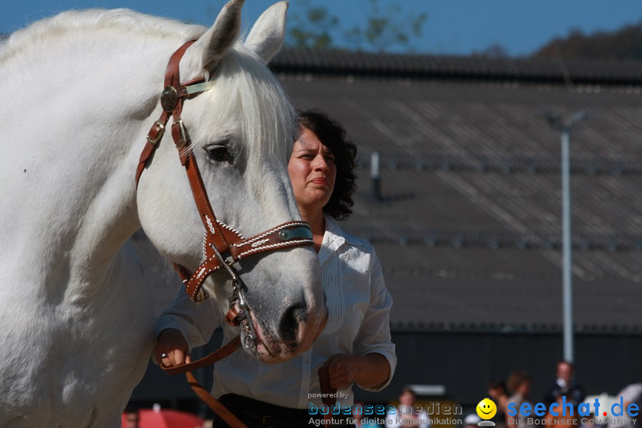 Hengstparade-Marbach-2011-011011-Bodensee-Community-SEECHAT_DE-IMG_0656.JPG