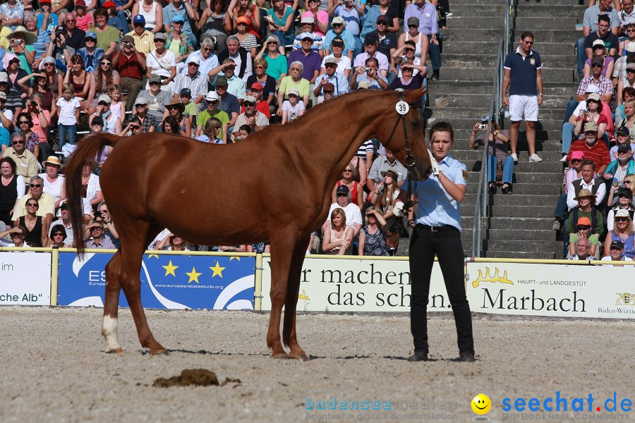 Hengstparade-Marbach-2011-011011-Bodensee-Community-SEECHAT_DE-IMG_1220.JPG