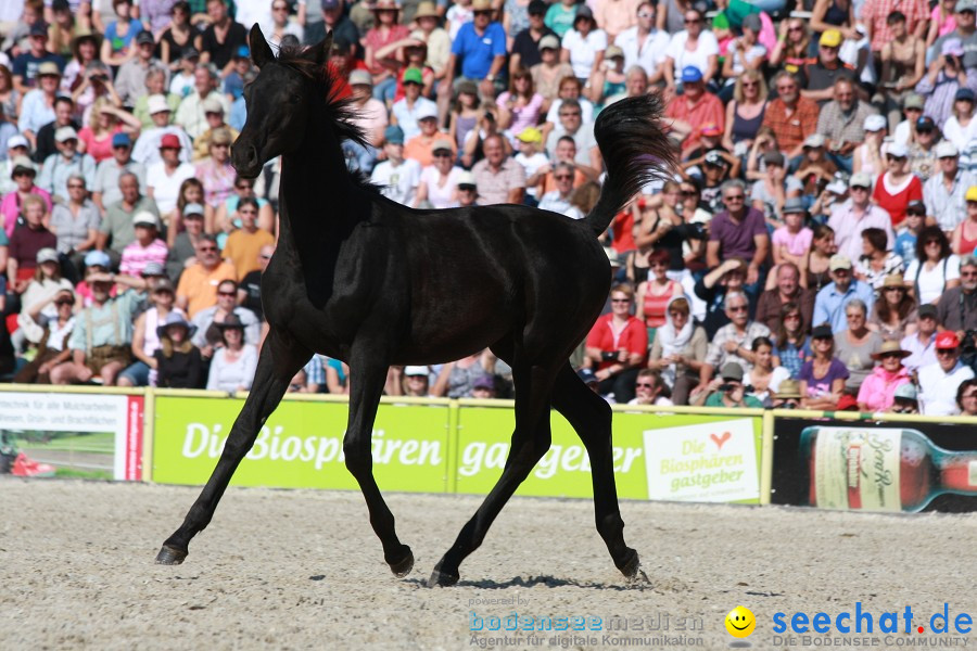 Hengstparade-Marbach-2011-011011-Bodensee-Community-SEECHAT_DE-IMG_1221.JPG