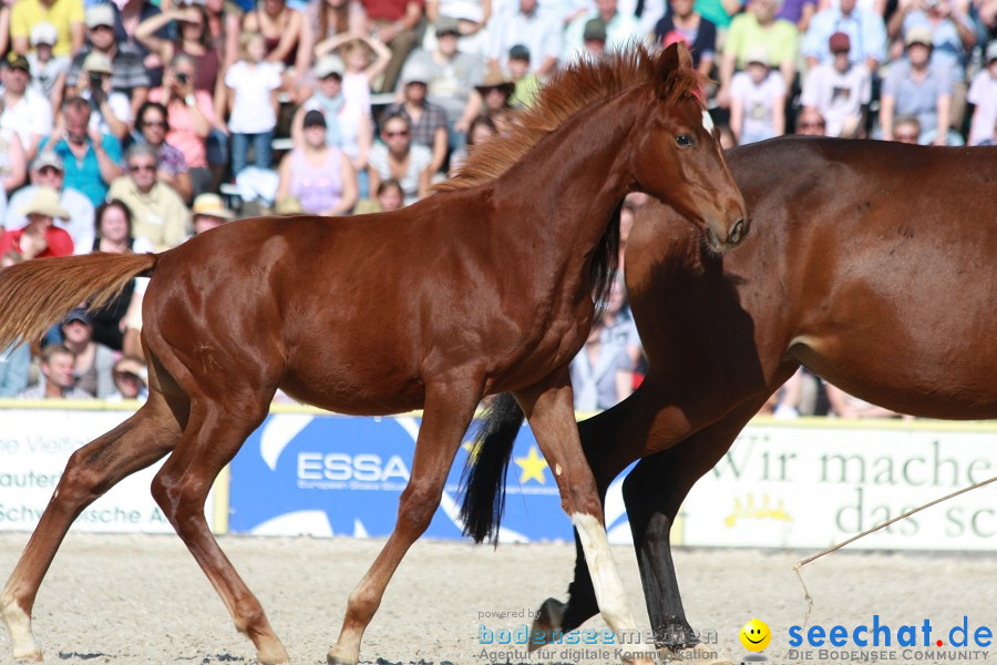 Hengstparade-Marbach-2011-011011-Bodensee-Community-SEECHAT_DE-IMG_1228.JPG