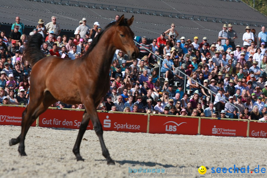 Hengstparade-Marbach-2011-011011-Bodensee-Community-SEECHAT_DE-IMG_1236.JPG