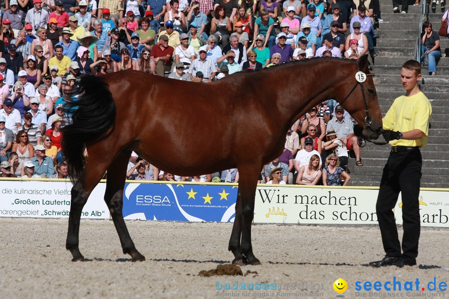 Hengstparade-Marbach-2011-011011-Bodensee-Community-SEECHAT_DE-IMG_1237.JPG