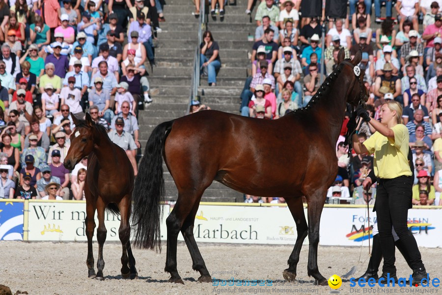 Hengstparade-Marbach-2011-011011-Bodensee-Community-SEECHAT_DE-IMG_1240.JPG