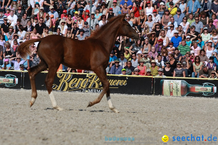 Hengstparade-Marbach-2011-011011-Bodensee-Community-SEECHAT_DE-IMG_1241.JPG