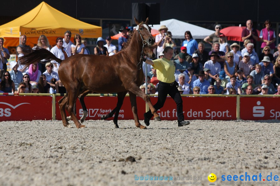 Hengstparade-Marbach-2011-011011-Bodensee-Community-SEECHAT_DE-IMG_1243.JPG