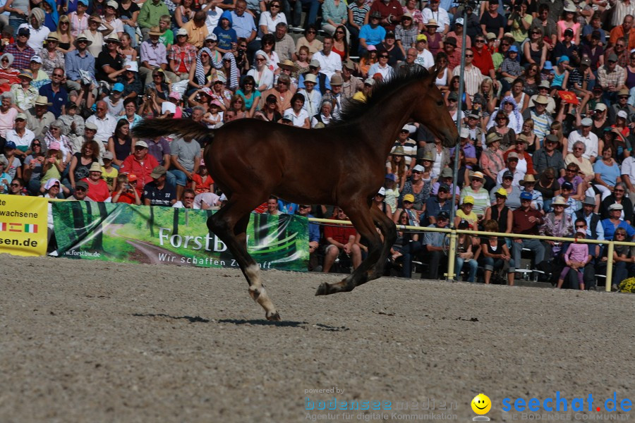 Hengstparade-Marbach-2011-011011-Bodensee-Community-SEECHAT_DE-IMG_1244.JPG