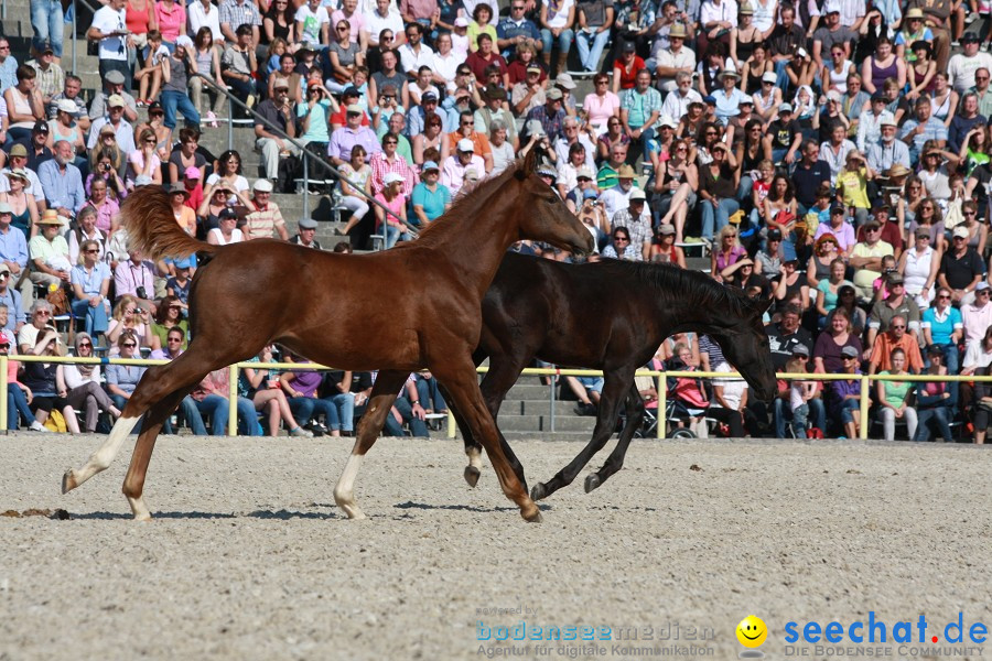 Hengstparade-Marbach-2011-011011-Bodensee-Community-SEECHAT_DE-IMG_1246.JPG