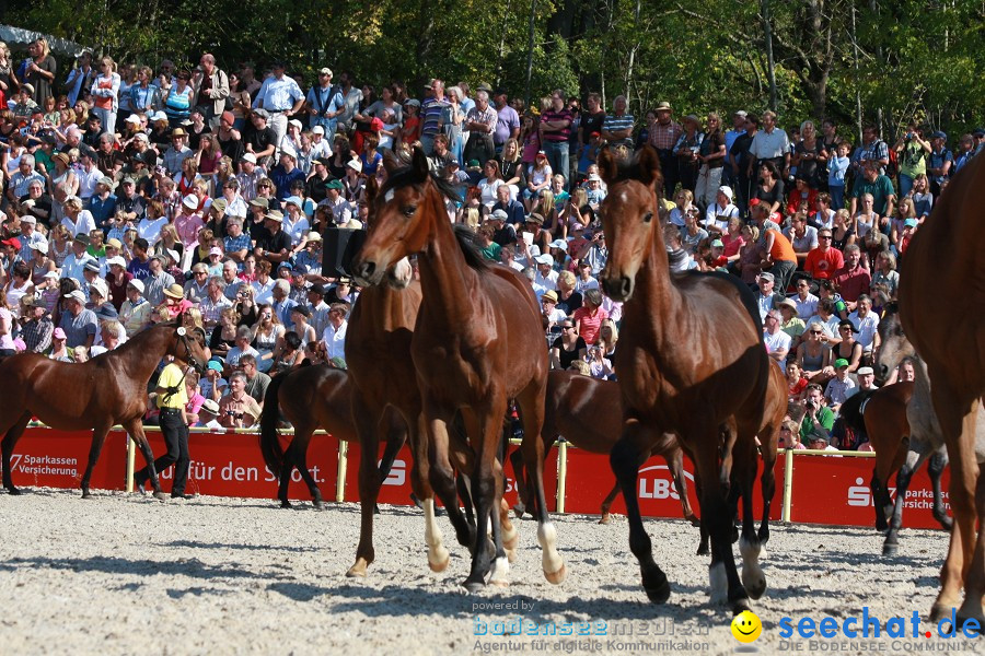 Hengstparade-Marbach-2011-011011-Bodensee-Community-SEECHAT_DE-IMG_1247.JPG