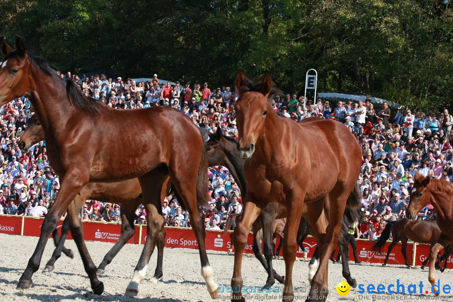 Hengstparade-Marbach-2011-011011-Bodensee-Community-SEECHAT_DE-IMG_1248.JPG