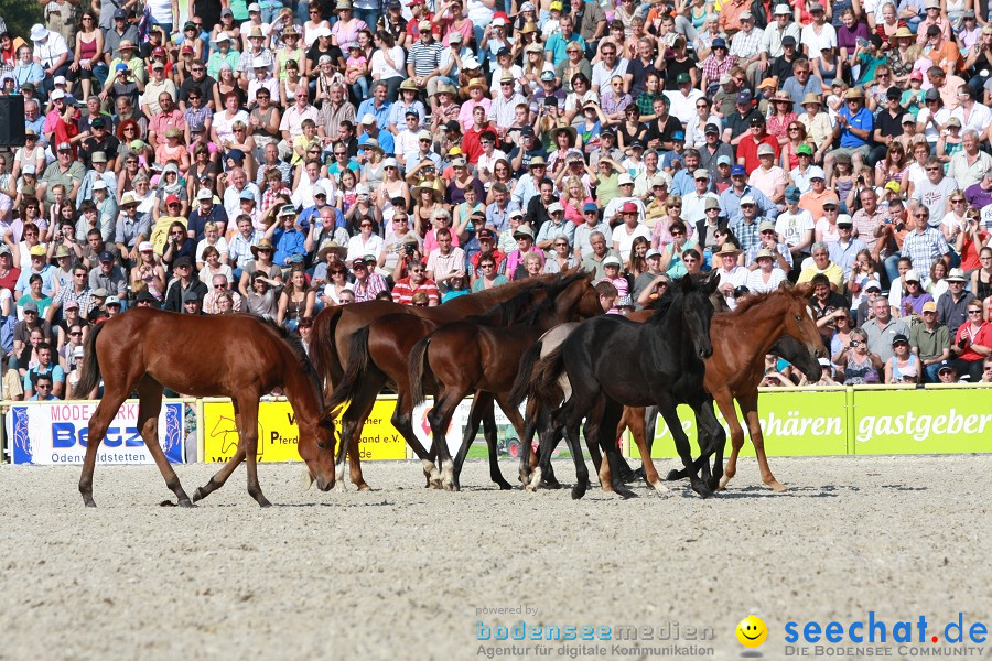 Hengstparade-Marbach-2011-011011-Bodensee-Community-SEECHAT_DE-IMG_1253.JPG