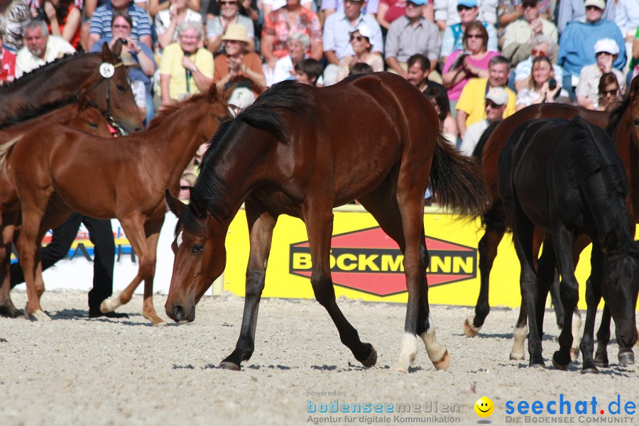 Hengstparade-Marbach-2011-011011-Bodensee-Community-SEECHAT_DE-IMG_1257.JPG