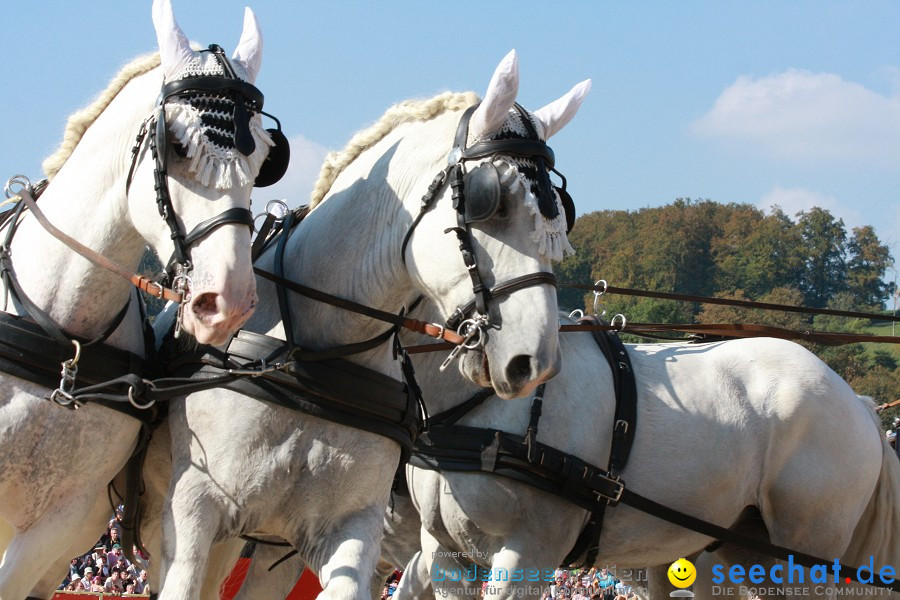 Hengstparade-Marbach-2011-011011-Bodensee-Community-SEECHAT_DE-IMG_1384.JPG