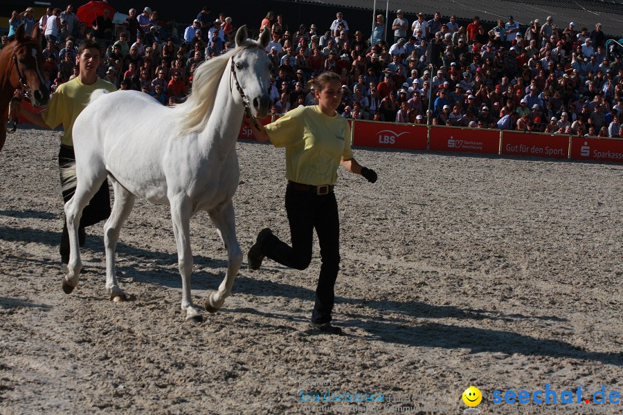 Hengstparade-Marbach-2011-011011-Bodensee-Community-SEECHAT_DE-IMG_1845.JPG