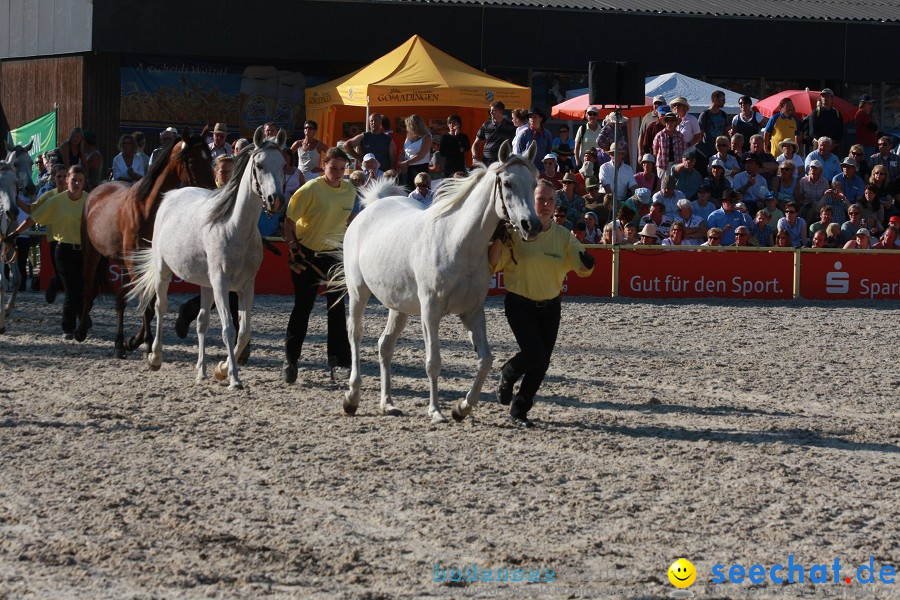 Hengstparade-Marbach-2011-011011-Bodensee-Community-SEECHAT_DE-IMG_1846.JPG