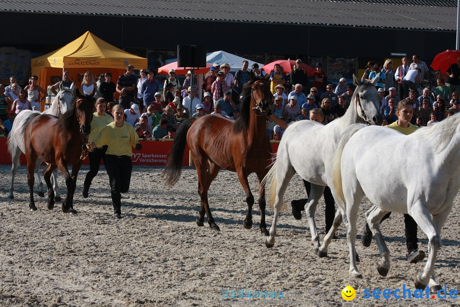 Hengstparade-Marbach-2011-011011-Bodensee-Community-SEECHAT_DE-IMG_1849.JPG