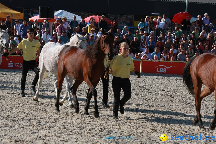 Hengstparade-Marbach-2011-011011-Bodensee-Community-SEECHAT_DE-IMG_1851.JPG